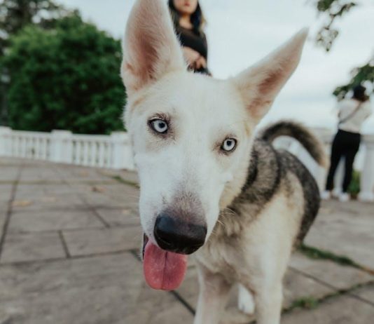 How to Help Your Puppy Adjust to New People and Pets How to Help Your Puppy Adjust to New People and Pets