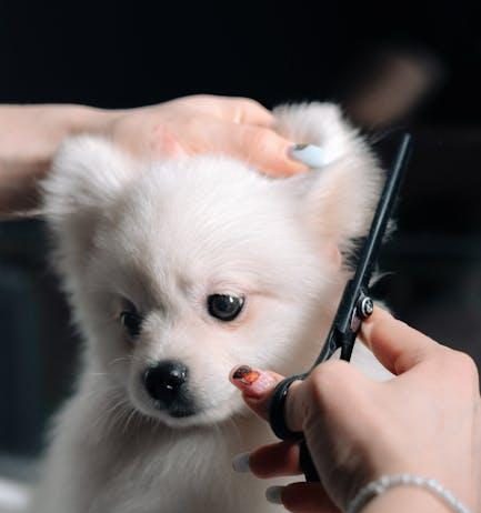 Puppy Grooming Tools You Need for This Year