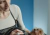 The Best Puppy Grooming Tips for Busy Owners