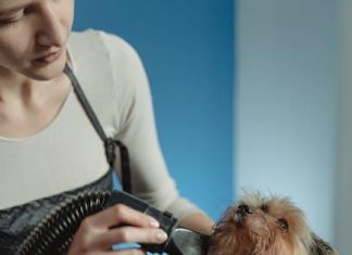 The Best Puppy Grooming Tips for Busy Owners