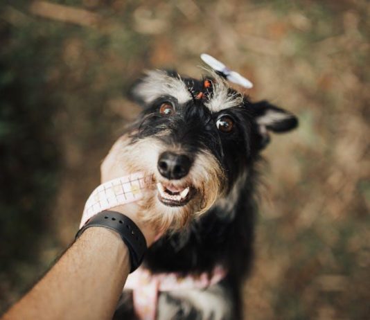 The Best Puppy Training Advice for a Well Behaved Dog The Best Puppy Training Advice for a Well Behaved Dog