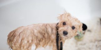 How to Choose the Best Puppy Shampoo This Year