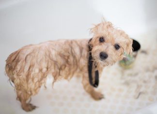 How to Choose the Best Puppy Shampoo This Year