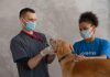 How to Prevent Ticks From Attaching to Your Puppy