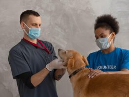 How to Prevent Ticks From Attaching to Your Puppy