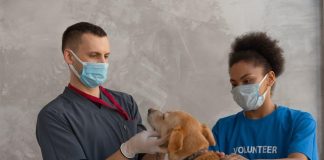 How to Prevent Ticks From Attaching to Your Puppy