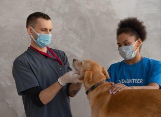 How to Prevent Ticks From Attaching to Your Puppy