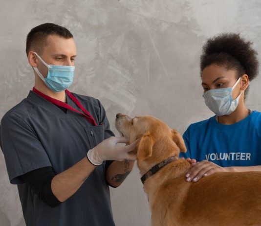 How to Prevent Ticks From Attaching to Your Puppy
