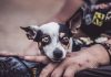 How to Care for Your Puppys Coat in Different Seasons