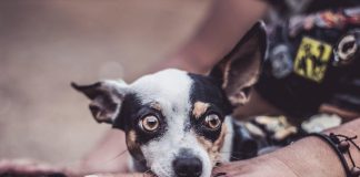 How to Care for Your Puppys Coat in Different Seasons