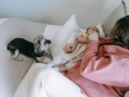 How to Keep Your Puppys Bedding Clean and Fresh How to Keep Your Puppys Bedding Clean and Fresh