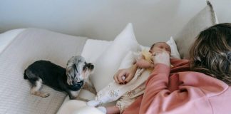 How to Keep Your Puppys Bedding Clean and Fresh