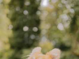 Simple Tips for Preventing Puppy Parasites