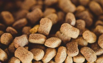 How to Choose Puppy Food Based on Breed and Activity