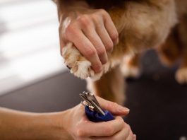 How to Keep Your Puppys Skin Free From Irritations How to Keep Your Puppys Skin Free From Irritations
