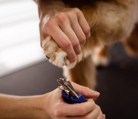 How to Keep Your Puppys Skin Free From Irritations How to Keep Your Puppys Skin Free From Irritations