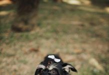 How to Train Your Puppy to Walk Nicely on a Leash