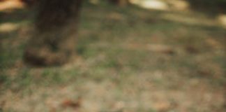 How to Train Your Puppy to Walk Nicely on a Leash