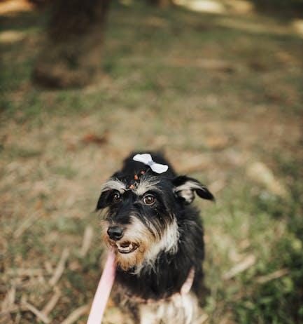 How to Train Your Puppy to Walk Nicely on a Leash How to Train Your Puppy to Walk Nicely on a Leash