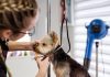 Puppy Care Tips to Keep Your Pet Healthy and Clean