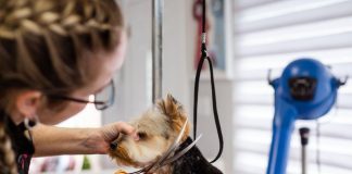 Puppy Care Tips to Keep Your Pet Healthy and Clean