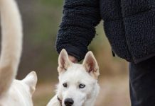 Tips for Teaching Your Puppy to Be Calm in Crowded Places