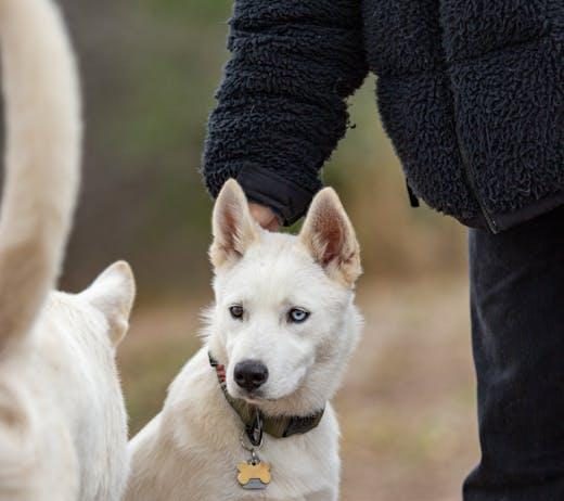 Tips for Teaching Your Puppy to Be Calm in Crowded Places