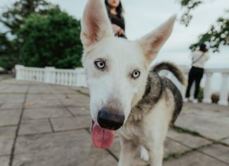 How to Socialize Your Puppy for a Confident Future