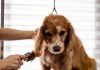 Best Ways to Groom Your Puppy for a Healthy Coat