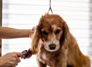 Best Ways to Groom Your Puppy for a Healthy Coat