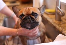 How to Clean Your Puppys Paws After Outdoor Play