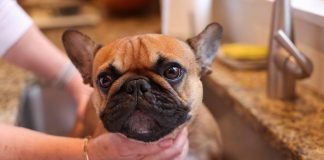How to Clean Your Puppys Paws After Outdoor Play