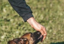 How to Create a Puppy Feeding Schedule That Works How to Create a Puppy Feeding Schedule That Works