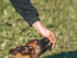 How to Create a Puppy Feeding Schedule That Works How to Create a Puppy Feeding Schedule That Works