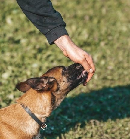 How to Create a Puppy Feeding Schedule That Works How to Create a Puppy Feeding Schedule That Works