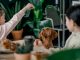 Puppy Feeding Tips for Maintaining Healthy Weight Puppy Feeding Tips for Maintaining Healthy Weight