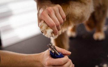 Essential Preventative Care Tips for Your Puppy