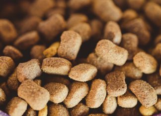 What to Look for in Puppy Food for Long Term Health