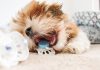 How to Stop Your Puppy From Chewing Everything How to Stop Your Puppy From Chewing Everything