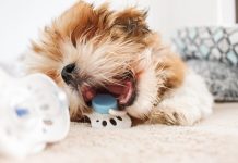 How to Stop Your Puppy From Chewing Everything