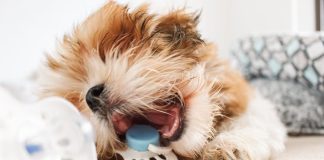 How to Stop Your Puppy From Chewing Everything