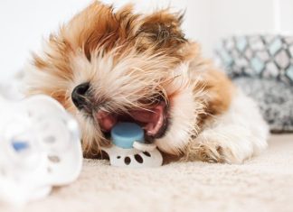 How to Stop Your Puppy From Chewing Everything