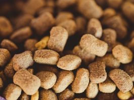 Best Puppy Food for Shiny Coats and Bright Eyes