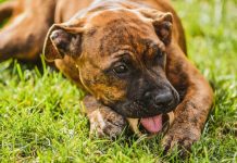 Best Ways to Keep Your Puppys Bones and Joints Strong