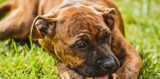 Best Ways to Keep Your Puppys Bones and Joints Strong