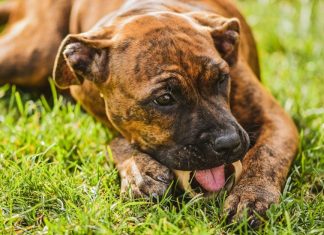 Best Ways to Keep Your Puppys Bones and Joints Strong