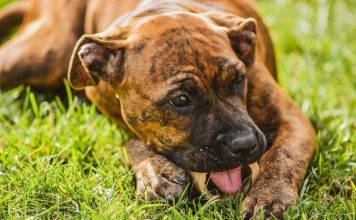 Best Ways to Keep Your Puppys Bones and Joints Strong