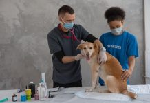 How to Prevent Common Health Problems in Puppies