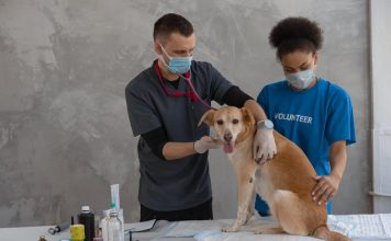 How to Prevent Common Health Problems in Puppies
