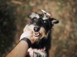 The Best Ways to Train Your Puppy to Stop Begging